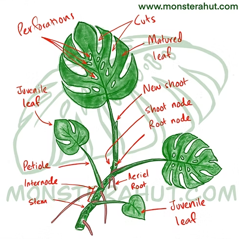 Sketch of how a Monstera Deliciosa grows